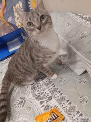 Reunited Female Cat last seen Bristol, Santa Ana, CA 92706