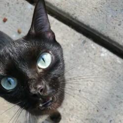 Found/Stray Female Cat last seen Behind Wynnton Elementary/13th St and Forest Ave, Columbus, GA 31906