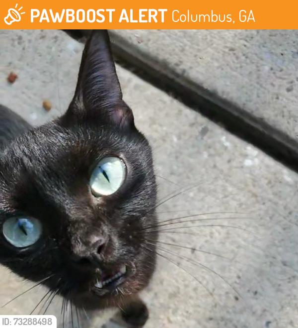 Found/Stray Female Cat last seen Behind Wynnton Elementary/13th St and Forest Ave, Columbus, GA 31906