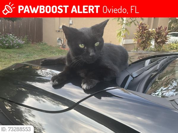 Lost Male Cat last seen Reynard Ct and Kimberwicke dr, Oviedo, FL 32765