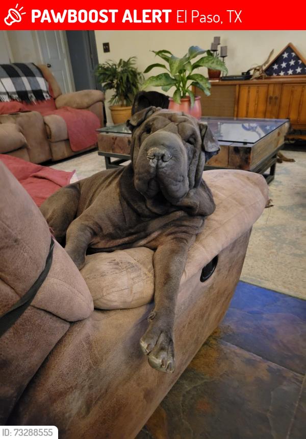 Lost Male Dog last seen Two Towers & Saul Klienfield, El Paso, TX 79936