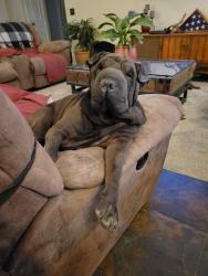 Lost Male Dog last seen Two Towers & Saul Klienfield, El Paso, TX 79936