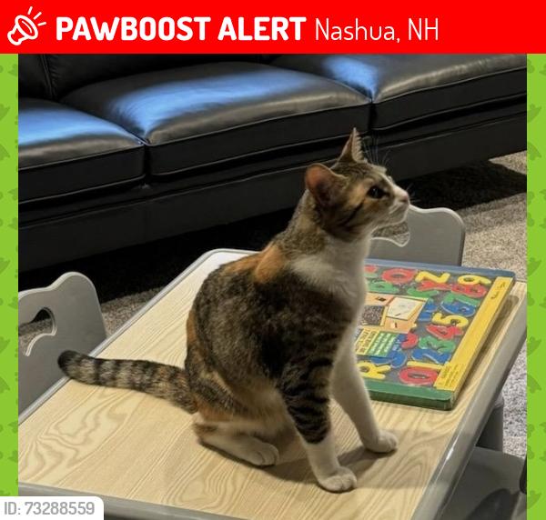 Lost Female Cat last seen Broad St Nashua NH, Nashua, NH 03063