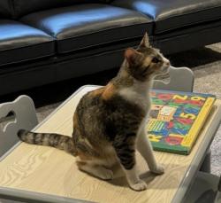Lost Female Cat last seen Broad St Nashua NH, Nashua, NH 03063