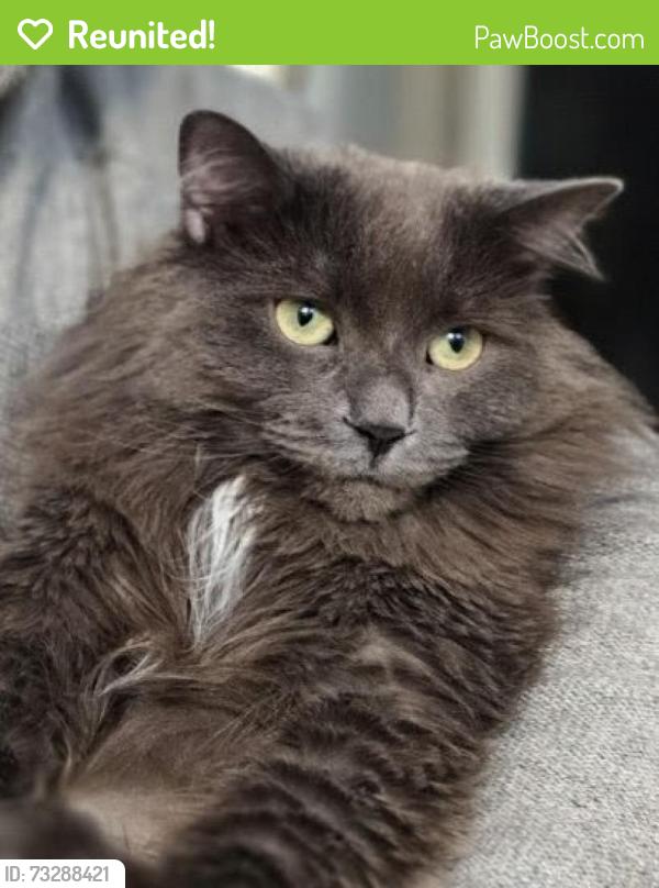 Reunited Female Cat last seen Bayview and Eglinton, Toronto, ON M4G 3C5