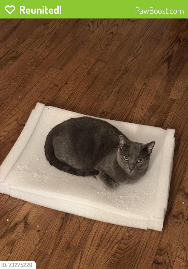 Reunited Male Cat last seen Near cooper st, Brooklyn, NY 11237