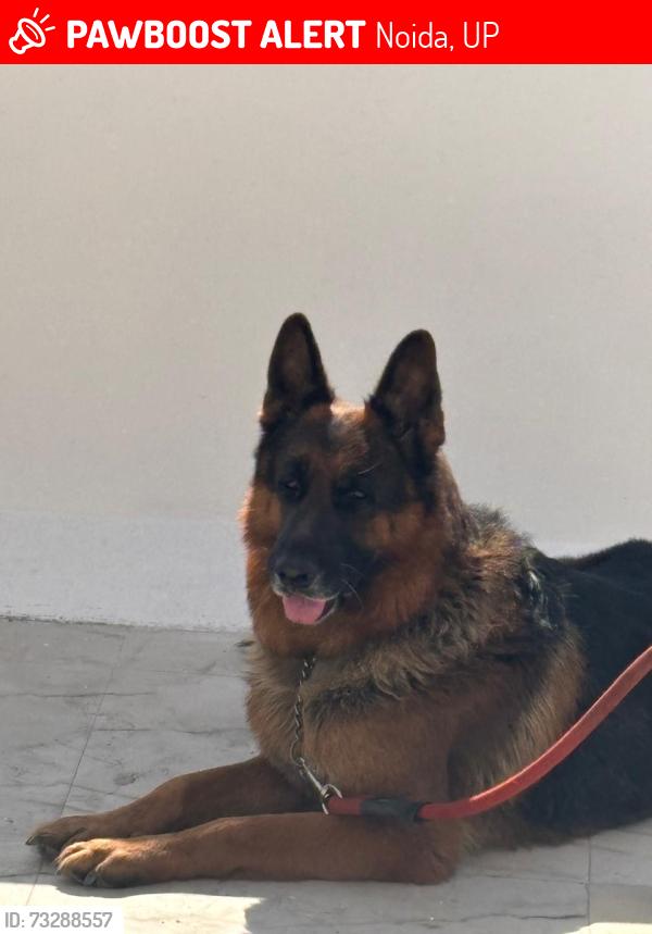 Lost Male Dog last seen Park in Sector 71 Noida, Noida, UP 