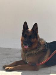 Lost Male Dog last seen Park in Sector 71 Noida, Noida, UP 
