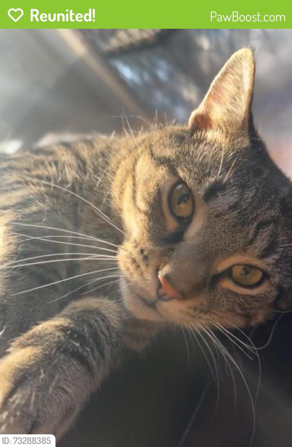 Reunited Male Cat last seen Murray Hill Road, Fayetteville, NC 28303