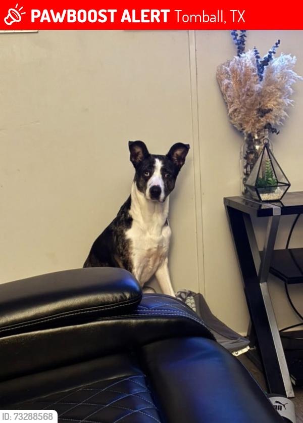 Lost Female Dog last seen Near Sugarbloom Ln Tomball, TX 77375 United States, Tomball, TX 77375