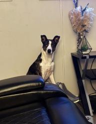 Lost Female Dog last seen Near Sugarbloom Ln Tomball, TX 77375 United States, Tomball, TX 77375