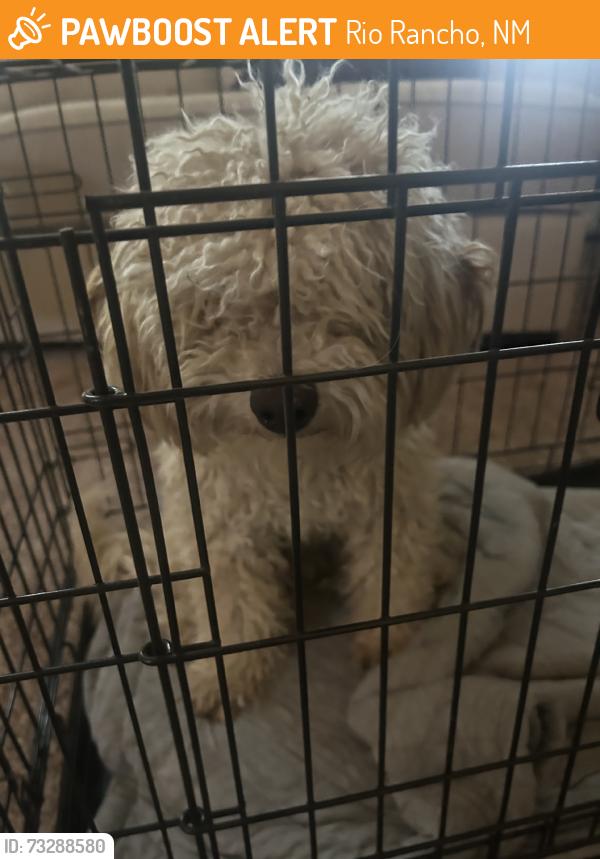 Found/Stray Unknown Dog last seen Northern Blvd and Pat D’Arco, Rio Rancho, NM 87144