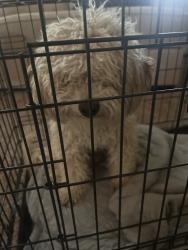 Found/Stray Unknown Dog last seen Northern Blvd and Pat D’Arco, Rio Rancho, NM 87144