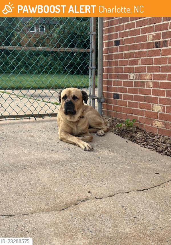 Found/Stray Male Dog last seen Cheviot Road, Charlotte, NC 28269