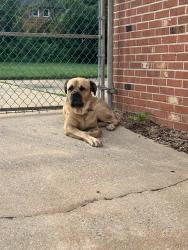 Found/Stray Male Dog last seen Cheviot Road, Charlotte, NC 28269
