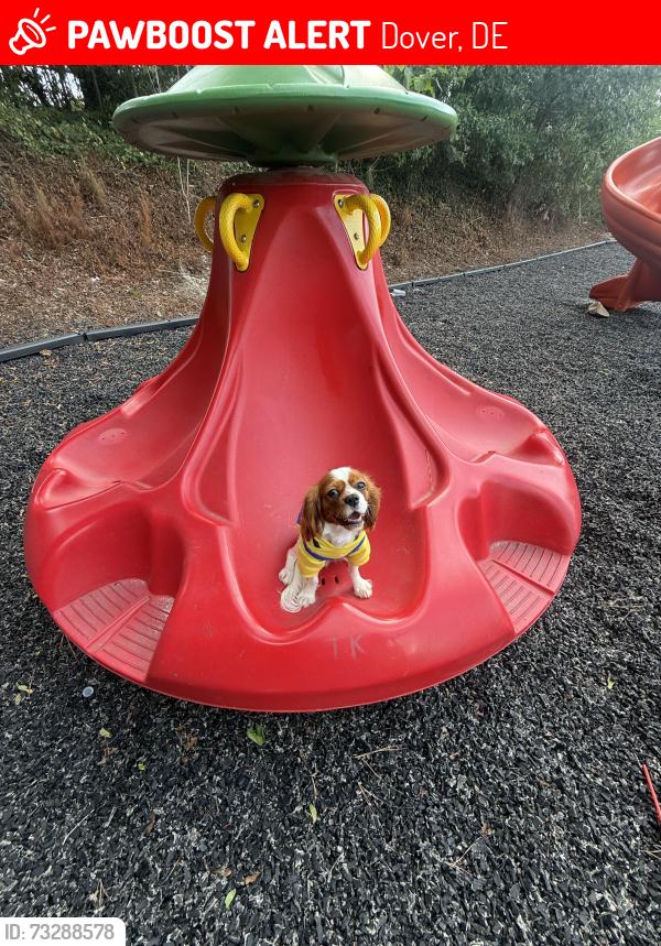 Lost Female Dog last seen Near thames dr, Dover, DE 19904