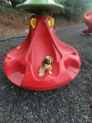 Lost Female Dog last seen Near thames dr, Dover, DE 19904