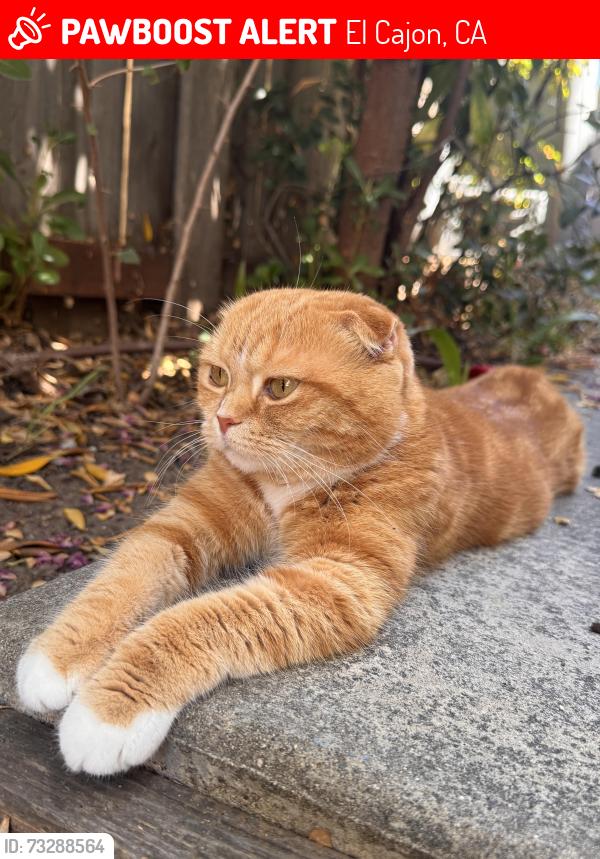 Lost Female Cat last seen Montecito neighborhood, El Cajon, CA 92019