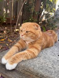 Lost Female Cat last seen Montecito neighborhood, El Cajon, CA 92019