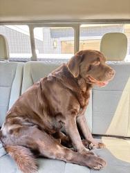Found/Stray Male Dog last seen Sumter Ave auten st, Charlotte, NC 28208