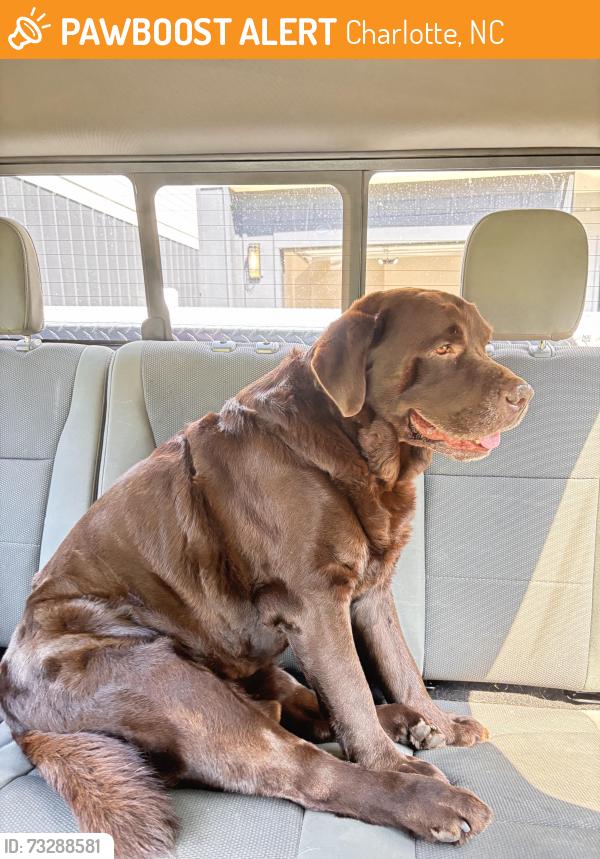 Found/Stray Male Dog last seen Sumter Ave auten st, Charlotte, NC 28208