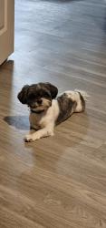 Reunited Male Dog last seen Near Texas Rangers Dr, Frisco, TX 75034, USA, Frisco, TX 75034