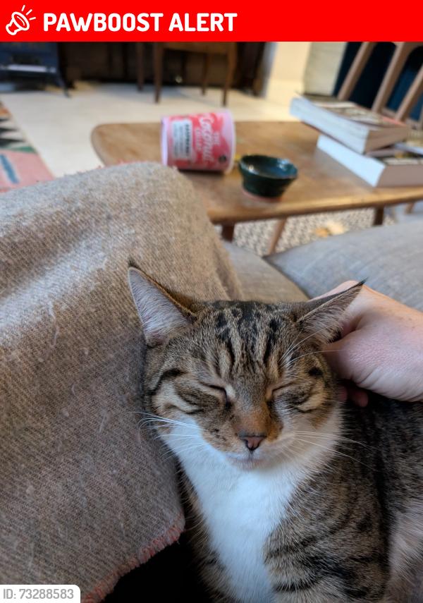 Lost Female Cat last seen Near blagrove road, Greater London, England W10 5TQ