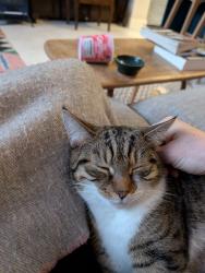 Lost Female Cat last seen Near blagrove road, Greater London, England W10 5TQ