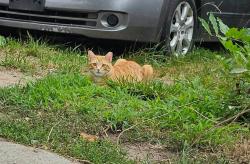 Reunited Male Cat last seen Letitia Ave, Baltimore, MD 21230