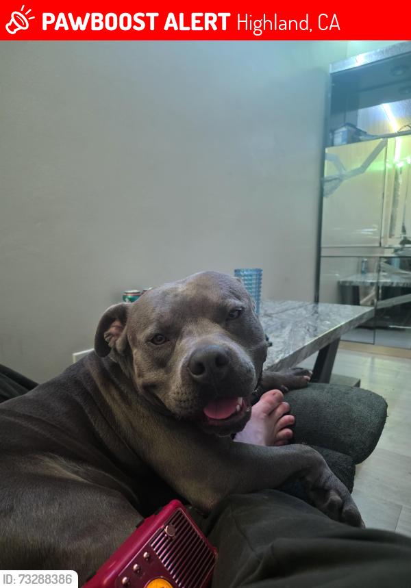 Lost Male Dog last seen Baseline and sterling, Highland, CA 92410