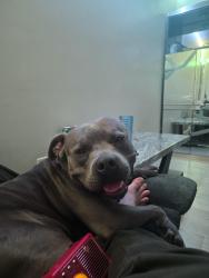 Lost Male Dog last seen Baseline and sterling, Highland, CA 92410
