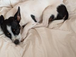 Reunited Female Dog last seen University and stapley, Mesa, AZ 85203