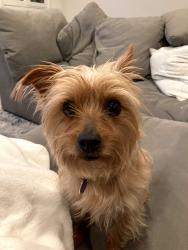 Reunited Female Dog last seen Near North and 3500 E, Liberty, UT 84310