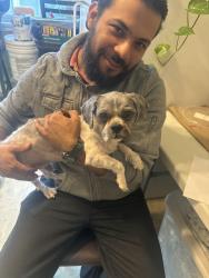 Reunited Male Dog last seen Domino's South Susquehanna St, Allentown, PA 18103