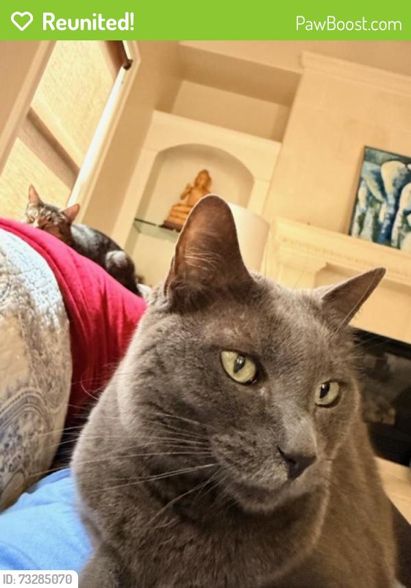 Reunited Female Cat last seen Brompton and Cason, Houston, TX 77005