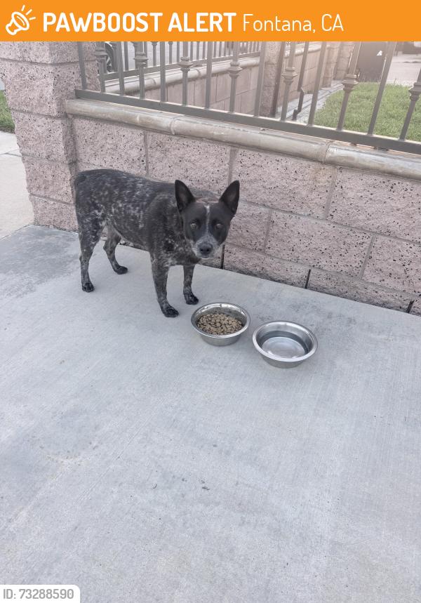 Found/Stray Male Dog last seen Locust Ave and alder Ave, Fontana, CA 92376