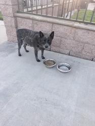 Found/Stray Male Dog last seen Locust Ave and alder Ave, Fontana, CA 92376