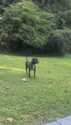 Lost Male Dog last seen Atlanta GA, Atlanta, GA 30345