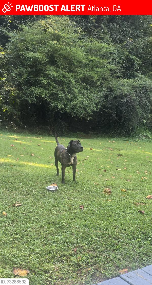 Lost Male Dog last seen Atlanta GA, Atlanta, GA 30345