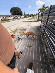 Lost Male Dog last seen Near 17300 NW 46th Ave, Miami Gardens, 33055, Miami Gardens, FL 33055
