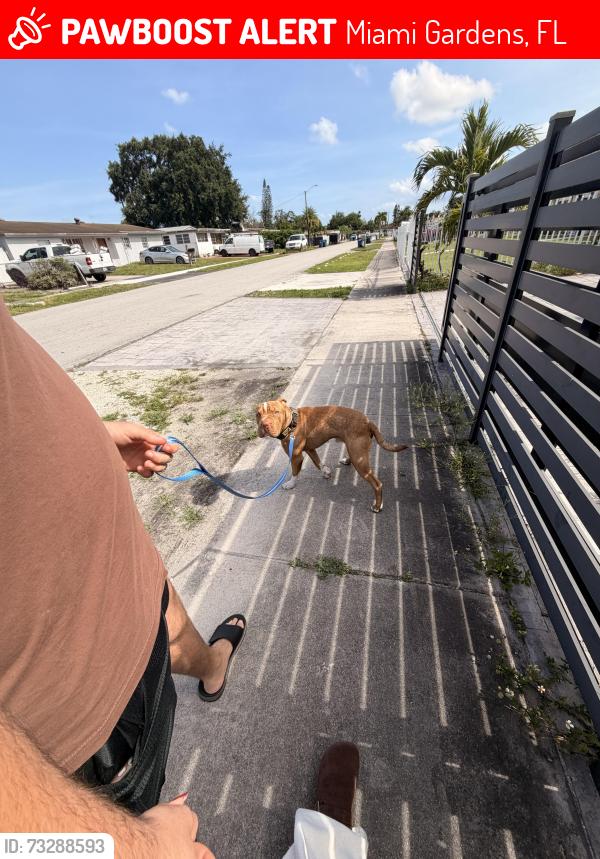 Lost Male Dog last seen Near 17300 NW 46th Ave, Miami Gardens, 33055, Miami Gardens, FL 33055