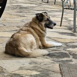 Reunited Female Dog last seen Rolling hills drive, Benbrook, TX 76126