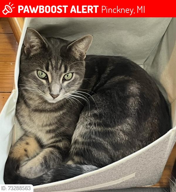 Lost Male Cat last seen Rd & Mohican Lake Trail, Pinckney, MI 48169