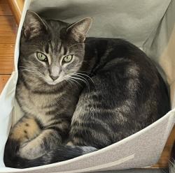 Lost Male Cat last seen Rd & Mohican Lake Trail, Pinckney, MI 48169