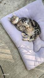 Lost Male Cat last seen morgan pkwy and walbridge dr, Hamburg, NY 14075