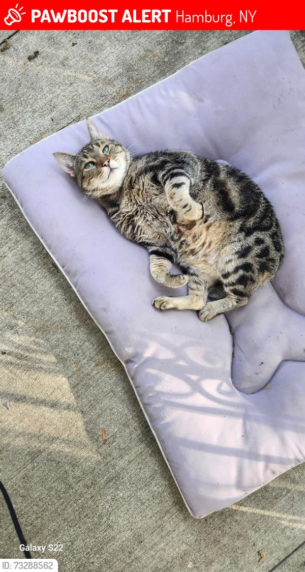 Lost Male Cat last seen morgan pkwy and walbridge dr, Hamburg, NY 14075