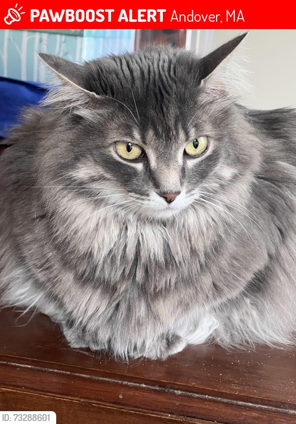 Lost Female Cat last seen Maple ave, summer street, main street, Andover, MA 01810