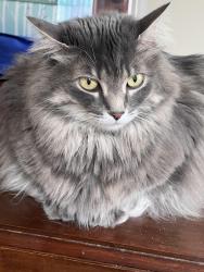 Lost Female Cat last seen Maple ave, summer street, main street, Andover, MA 01810