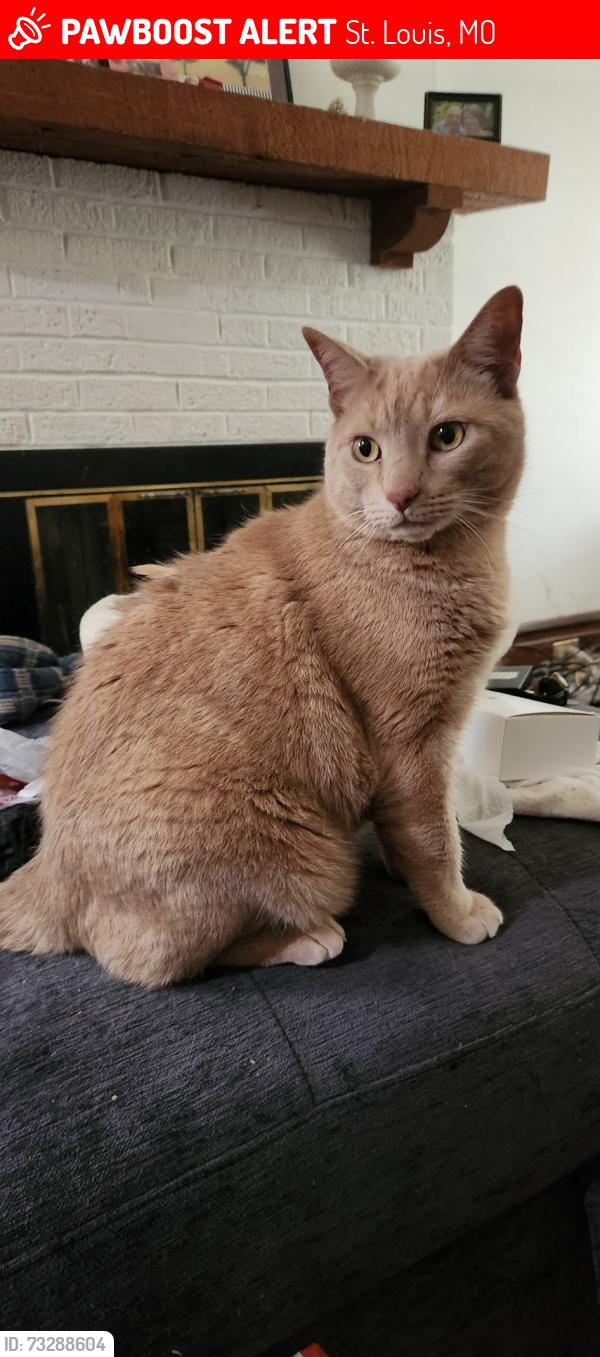 Lost Male Cat last seen Roger Street, St. Louis, MO 63116