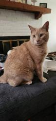 Lost Male Cat last seen Roger Street, St. Louis, MO 63116